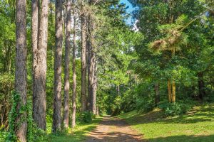 LENNOX PROPERTY AGENTS _ 342 TINENBAR ROAD, TEVEN _ DRIVEWAY